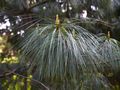 Pinus wallichiana-1 Sosna himalajska